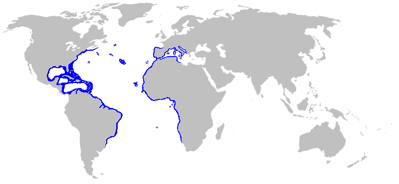 File:Blackfin Sorcerer Eel Distribution Map.png