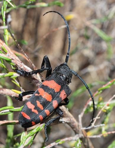 File:Ceroplesis capensis.jpg