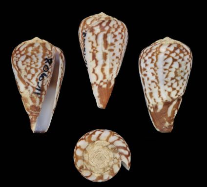 File:Conus alexandrinus 001.jpg