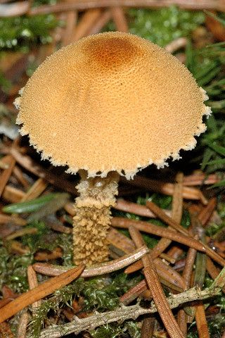 File:Cystoderma spec. - Lindsey 1a.jpg