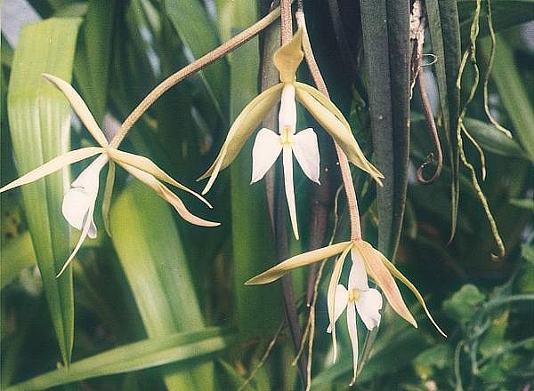 File:Epidendrum-parkinsonianum.jpg