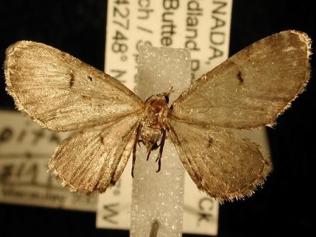 File:Eupithecia assimilata2.JPG