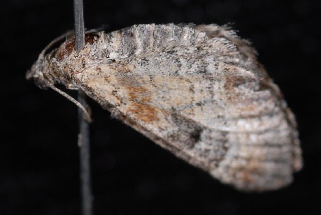 File:Eupithecia johnstoni.JPG