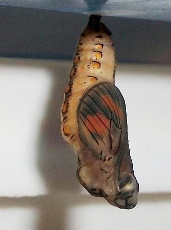 File:Female Telchinia cabira pupa 22 07 2010.JPG