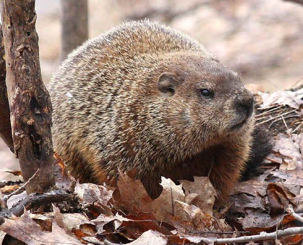 File:Filhote-de-Marmota-Sibirica.jpg