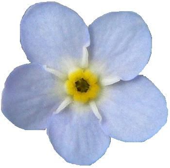 File:Forgetmenotflower (2).JPG