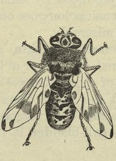 File:Horse Botfly Imago.png