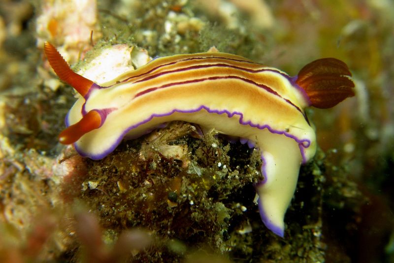 File:Hypselodoris emma.jpg