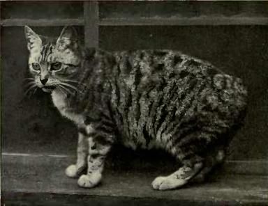 File:Manx Tabby.JPG