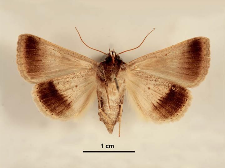 File:Pantydia sparsa female ventral.jpg