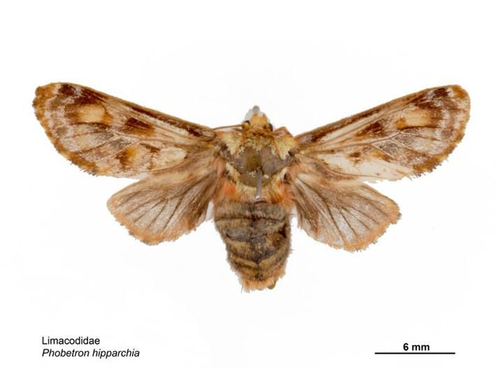 File:Phobetron hipparchia dorsal.jpg