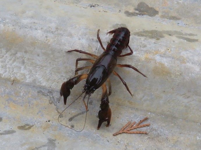 File:Procambarus pygmaeus.jpg