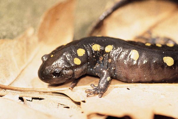 File:Spotted salamander on leaf.jpg