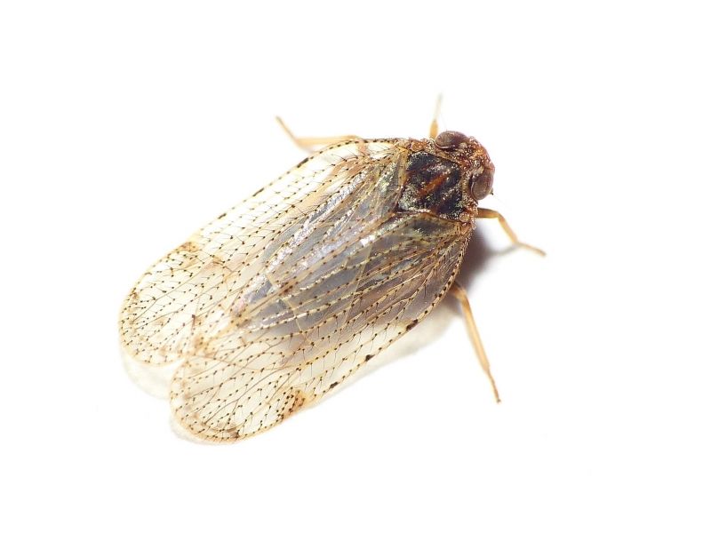 File:Tachycixius pilosus (Cixiidae), Moergestel, the Netherlands.jpg