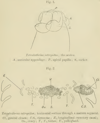 File:Tetrabothrius intrepidus.png