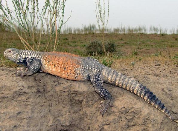 File:Uromastyx loricata.jpeg