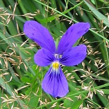 File:Viola guestphalica 03.jpg