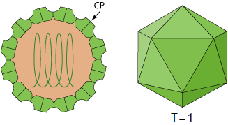 File:Virtovirus virion (modified from Aumaivirus).png