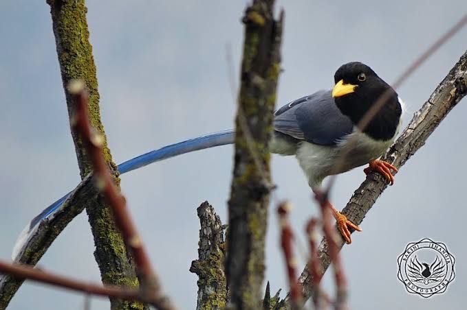 File:Yellow-billed blue Magpie.jpg