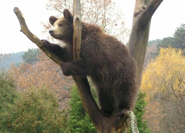 File:ZOO Bojnice - Medved.jpg