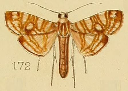 File:172-Glyphodes paucilinealis Kenrick, 1907.JPG