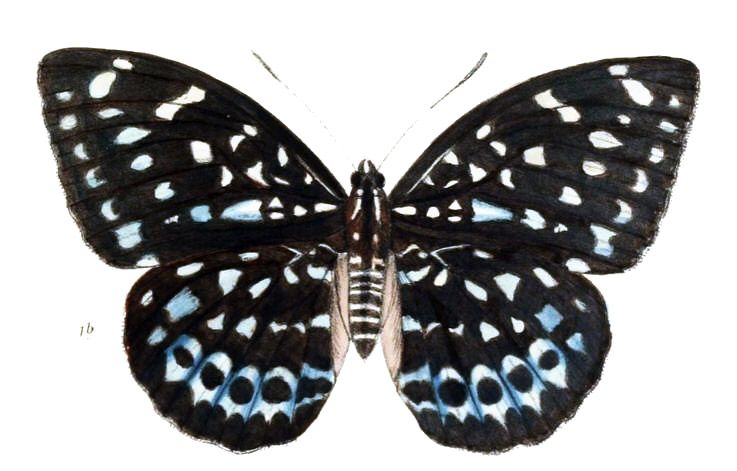 File:AdoliasAlbopunctata216 1b.jpg