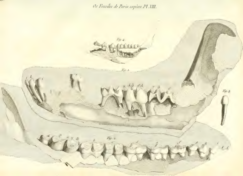 File:Anoplotherium 1804 Cuvier Lower Jaw.png