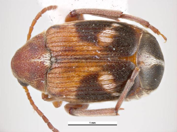 File:Callosobruchus maculatus dorsal.jpg