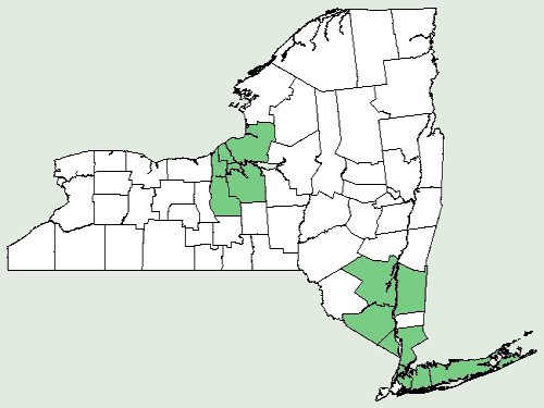 File:Carex albicans var emmonsii NY-dist-map.png