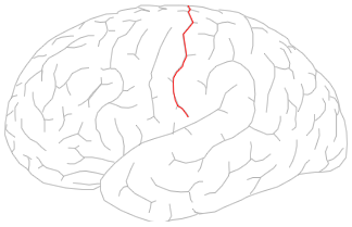 File:Central sulcus.png