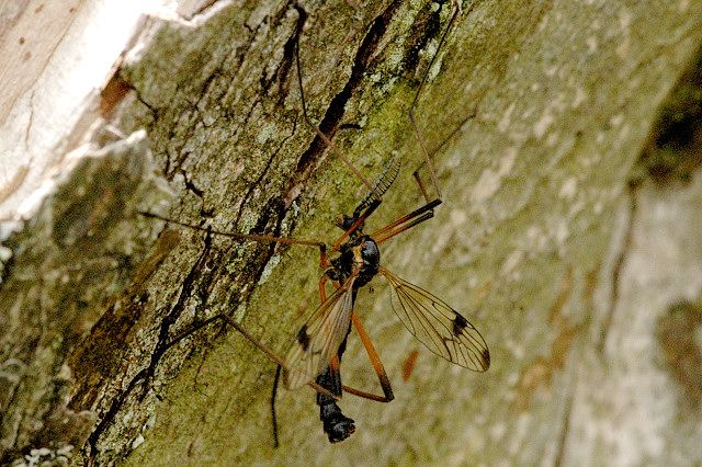 File:Dictenidia.bimaculata.male.jpg