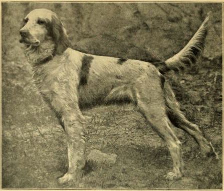 File:English setter - Llewellin bloodline.jpg