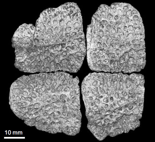 File:Eosuchus osteoderms.jpg