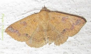 File:Ericeia inangulata-40mm.jpg