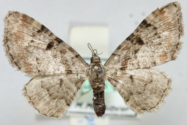 File:Eupithecia gigantea.JPG