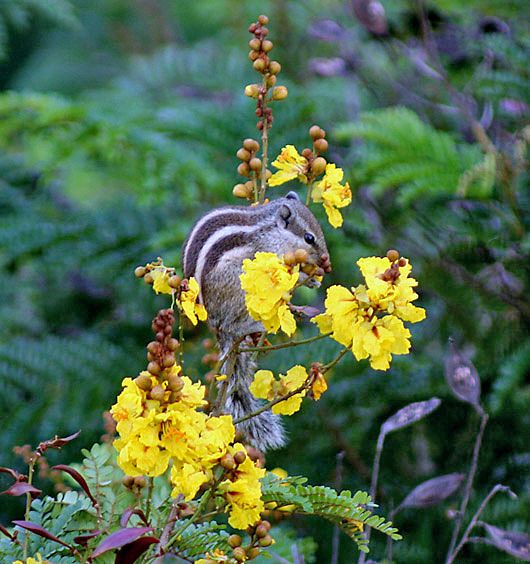 File:Flower, buds, leaves, fruit I IMG 1594.jpg