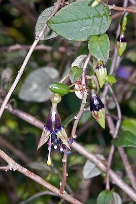 File:Fuchsia perscandens2.jpg