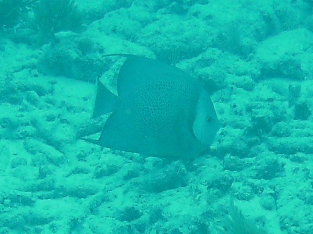 File:Gray angelfish Marker32 2010.jpg