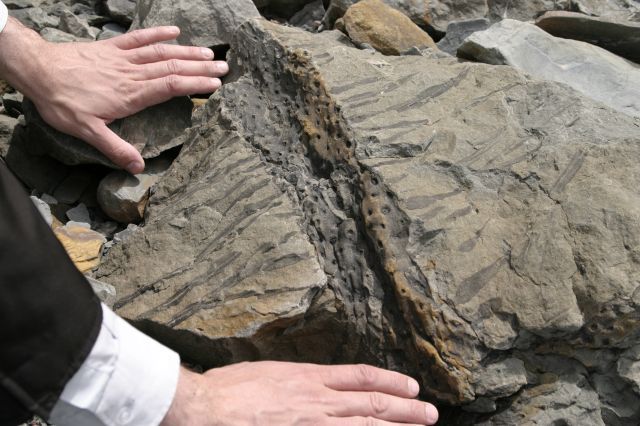 File:Joggins nova scotia fossil 2006.jpg