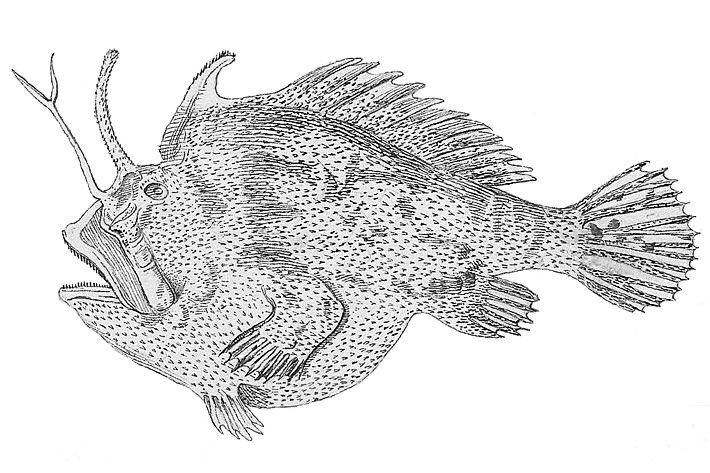 File:Kuiterichthys furcipilis.jpeg