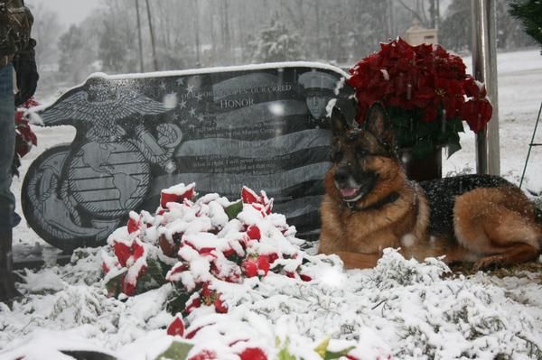 File:Marine K9 Lex at handler's graveside.jpg