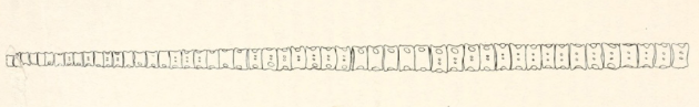 File:Ogmodirus cervicals.png