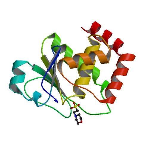 File:PBB Protein DUSP22 image.jpg