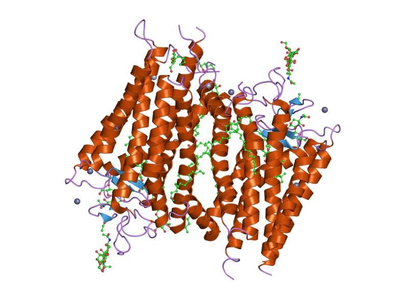 File:PDB 1l9h EBI.jpg