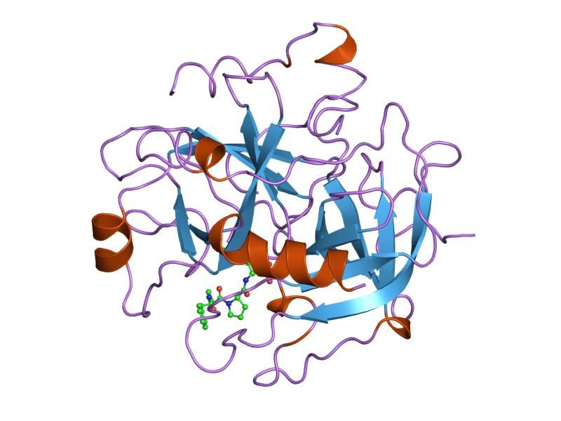 File:PDB 1lhe EBI.jpg