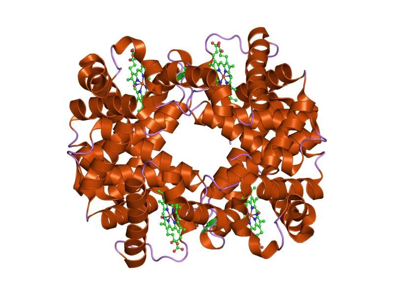 File:PDB 1rq4 EBI.jpg