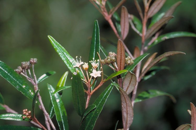 File:Phebalium longifolium.jpg