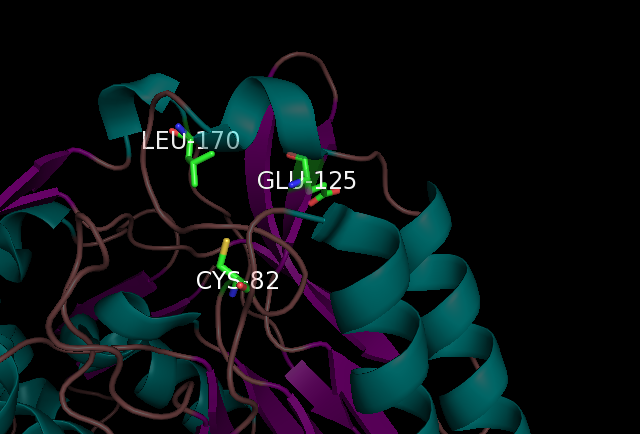 File:Possible Omega-amidase Active Site.png