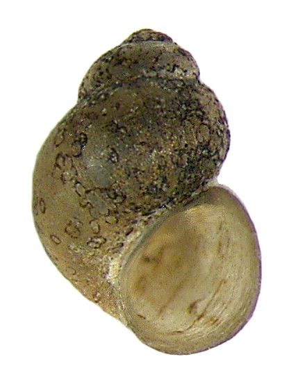 File:Pseudamnicola anatolica smyrnensis Schütt, 1970 (2999356197).jpg