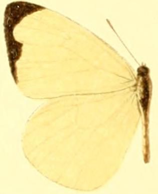 File:Pseudopieris nehemia aequatorialis.JPG